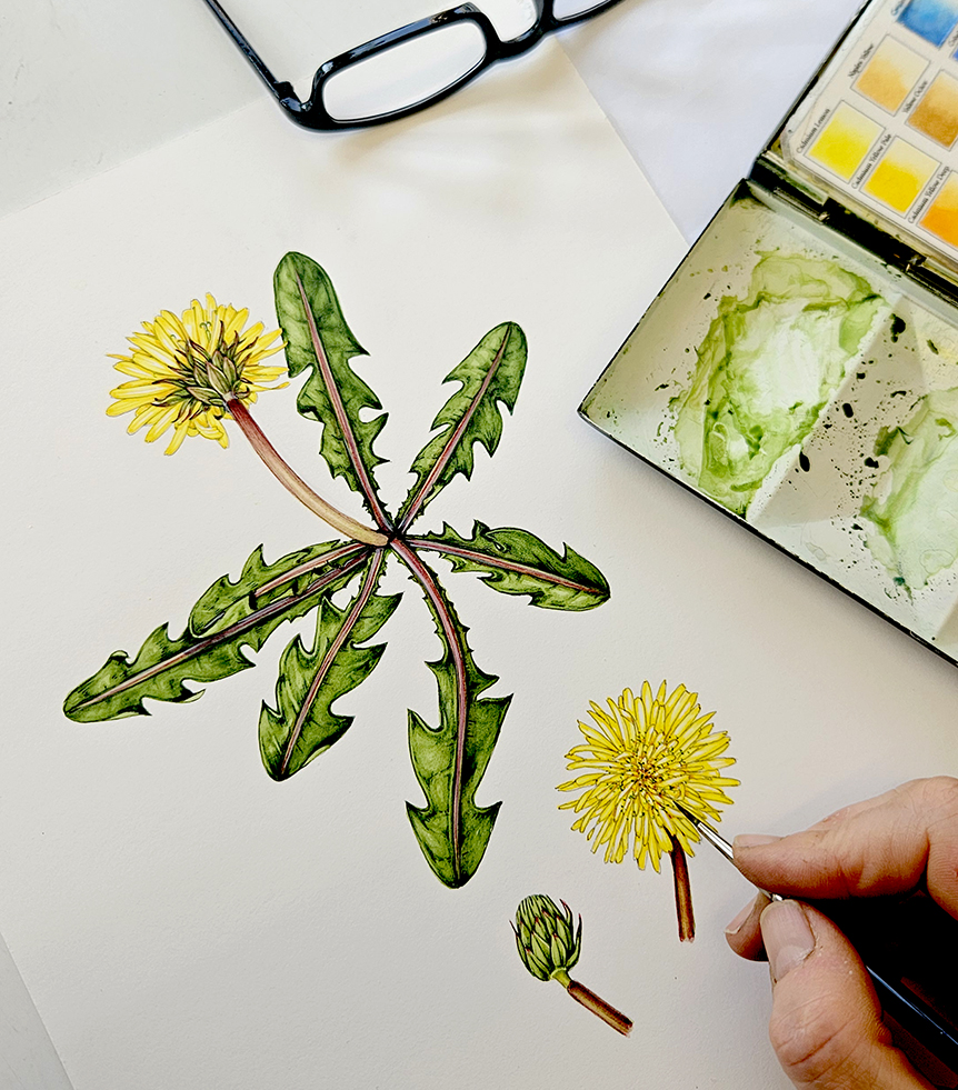 Dandelion