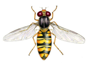 Marmalade hoverfly Episyrphus balteatus