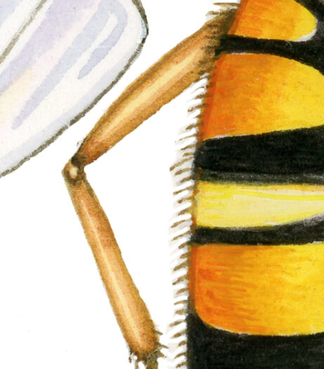 marmalade hoverfly