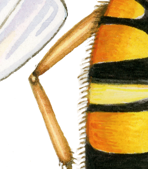 marmalade hoverfly