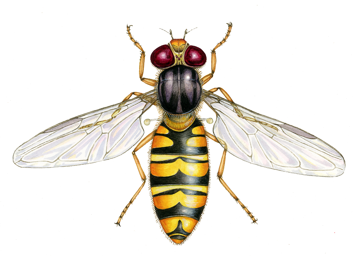 marmalade hoverfly