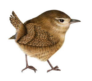 Wren Troglodytes troglodytes 3