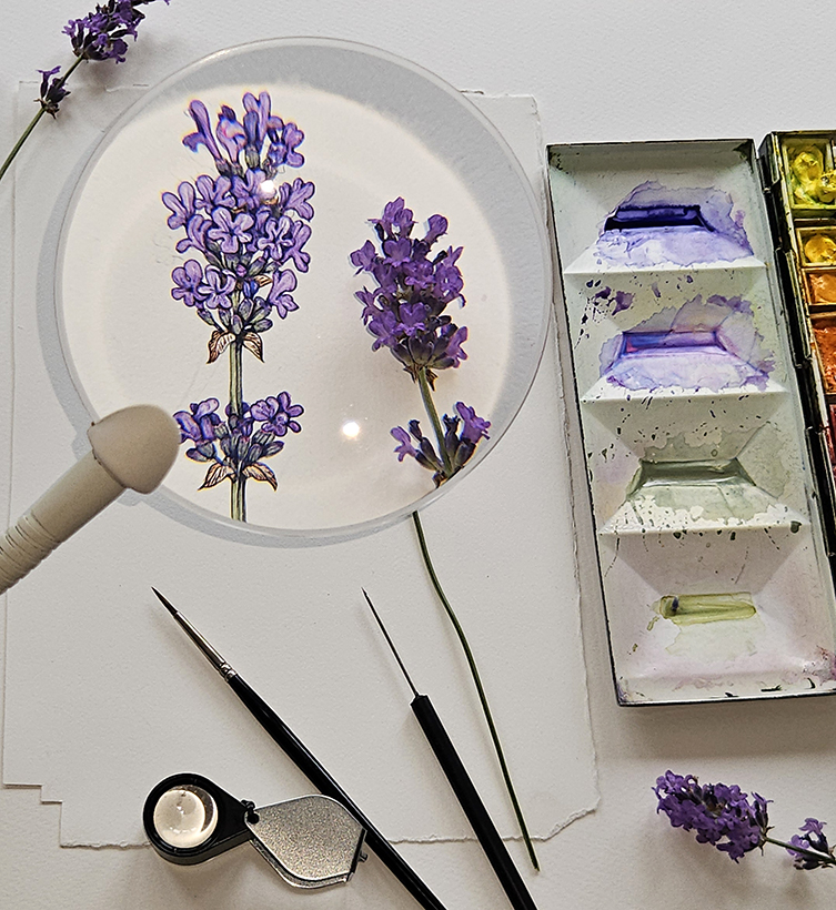 English lavender