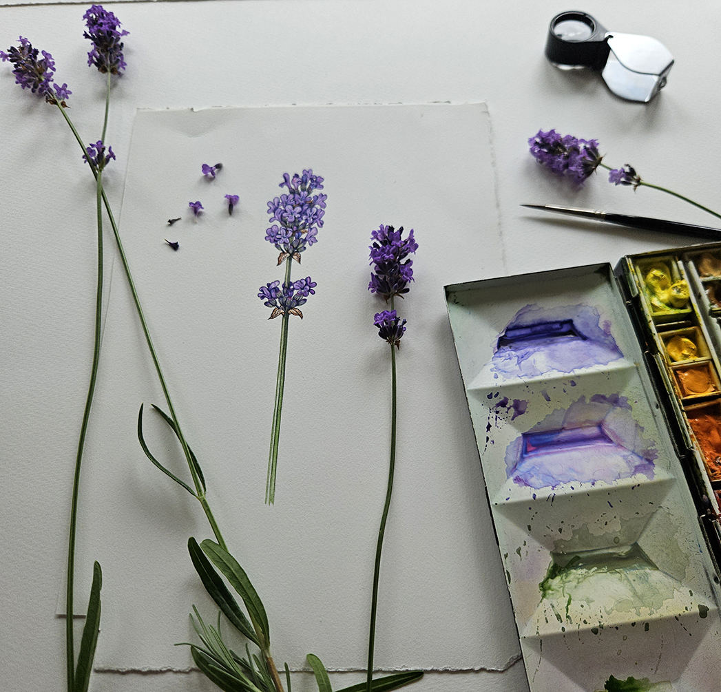 English lavender
