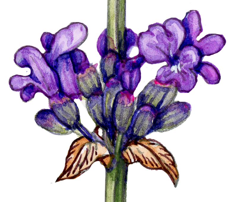 English lavender