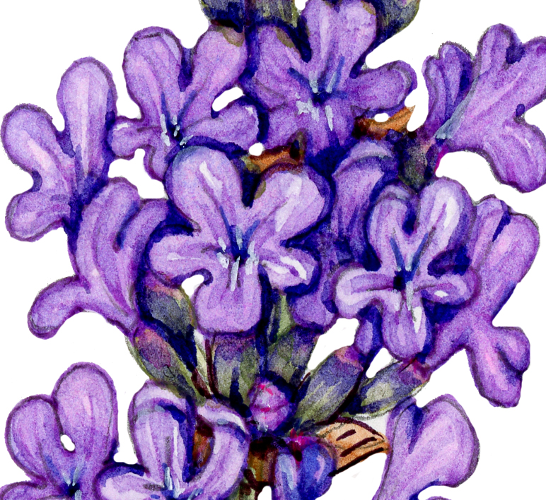 English lavender