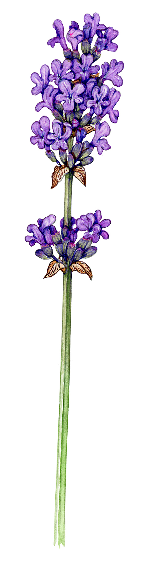 English lavender