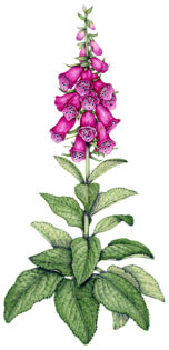 Foxglove Digitalis purpurea