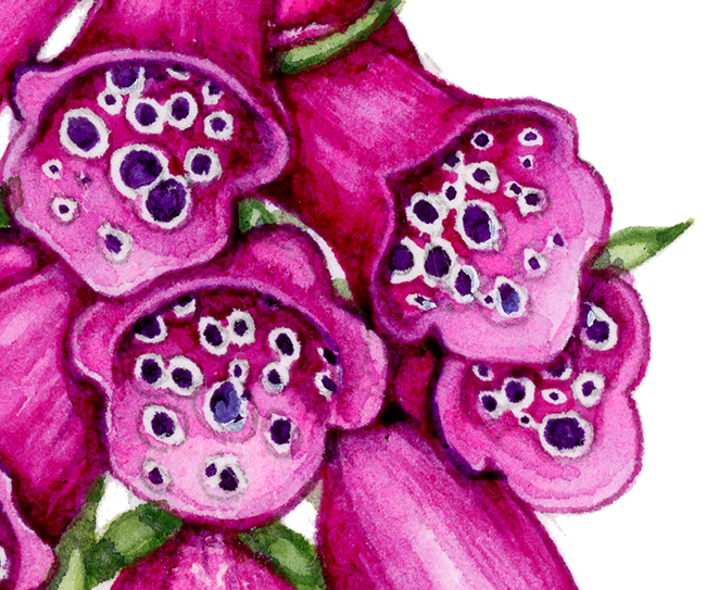 Foxglove