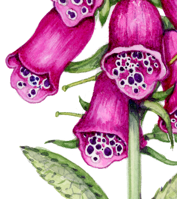 Foxglove