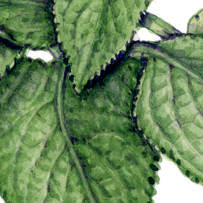 Foxglove
