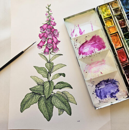 Foxglove