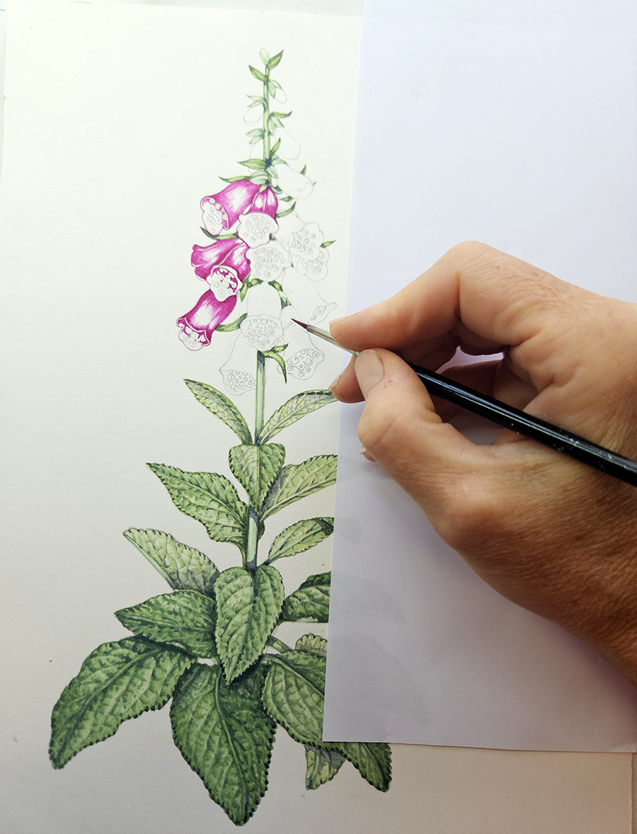 Foxglove
