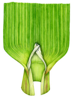 Maize ligule Zea mays