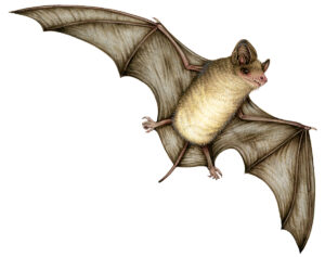 Mexican Free-tailed Bat Tadarida brasiliensis