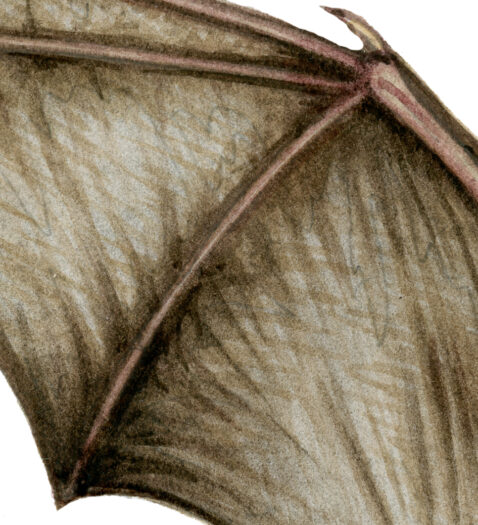 Mexican Free-tailed