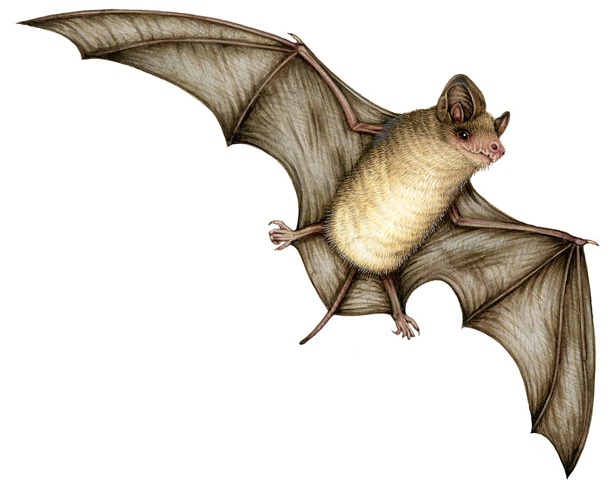 Mexican Free-tailed