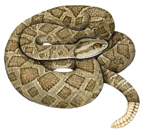 Western Rattlesnake Crotalus oreganus