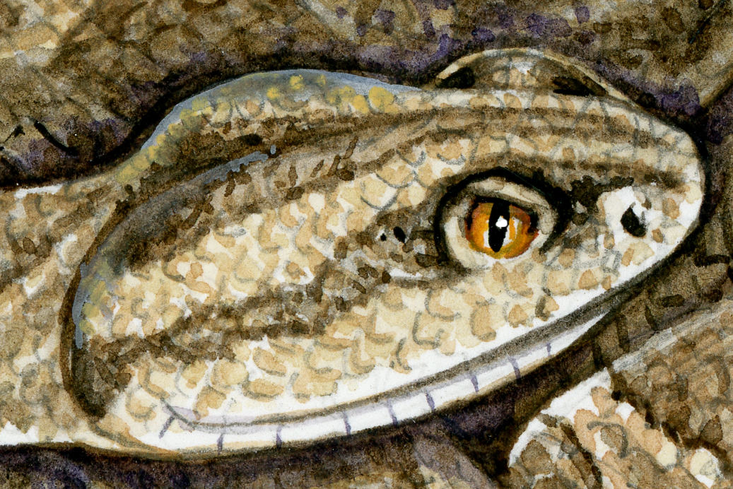 Western rattlesnake