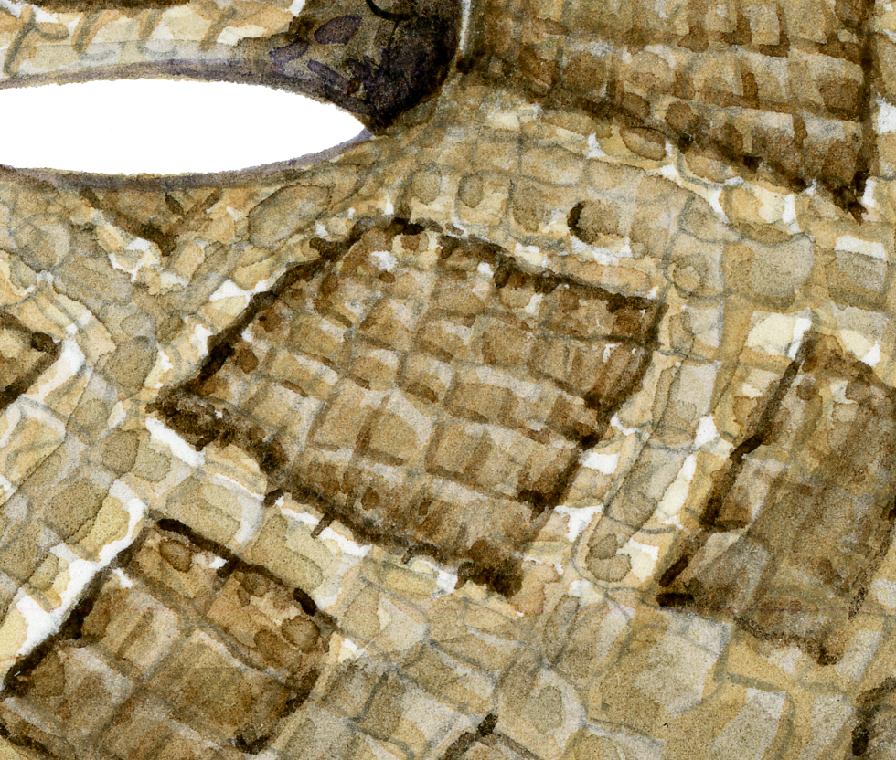 Western rattlesnake