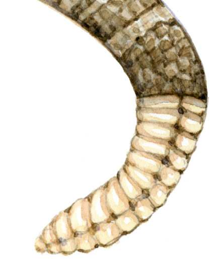 Western rattlesnake