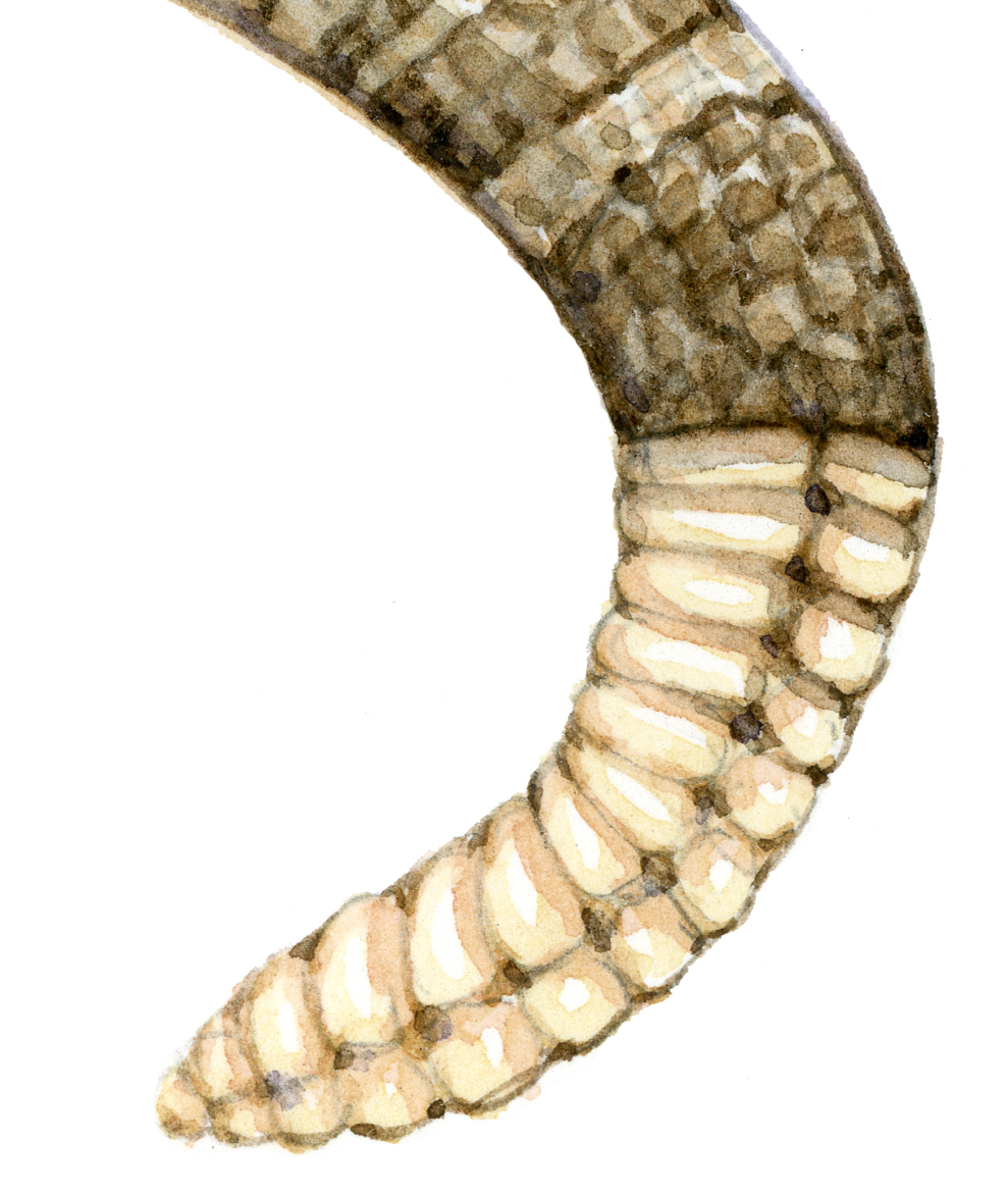 Western rattlesnake