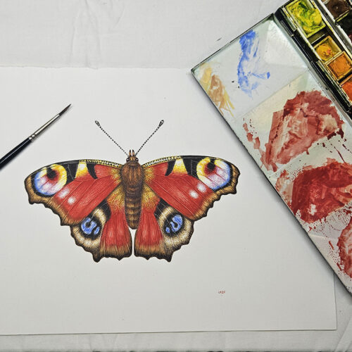 Peacock butterfly