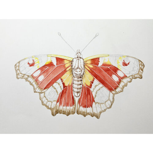 Peacock butterfly
