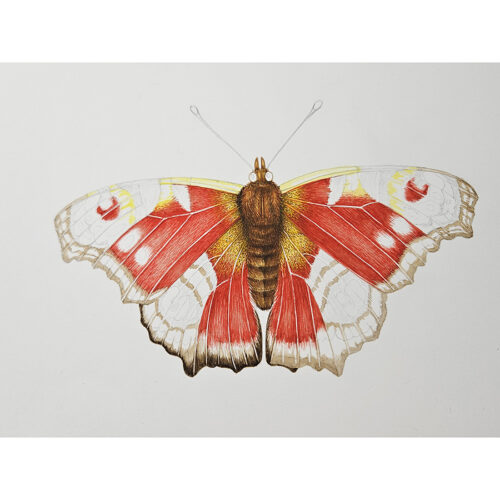 Peacock butterfly