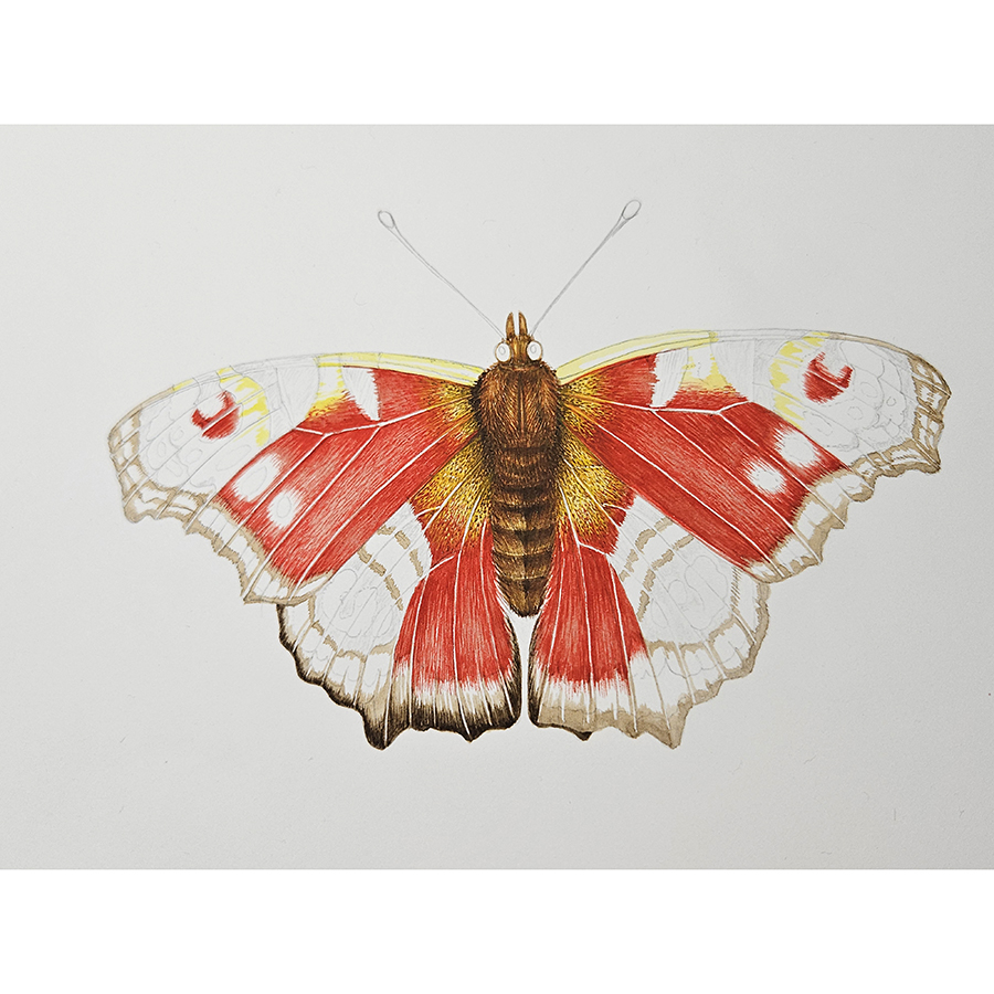 Peacock butterfly
