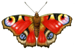 Peacock Butterfly Aglais io