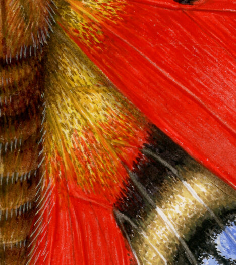 Peacock butterfly
