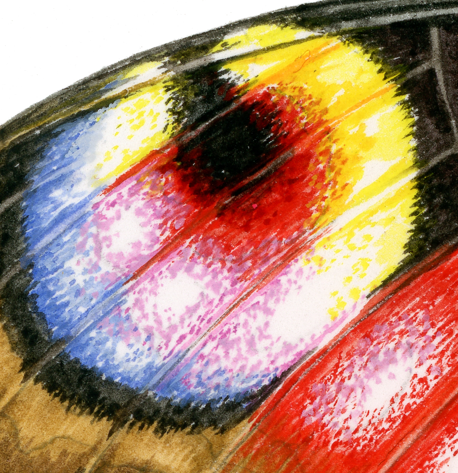 Peacock butterfly
