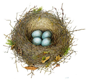 Blackbird nest with eggs