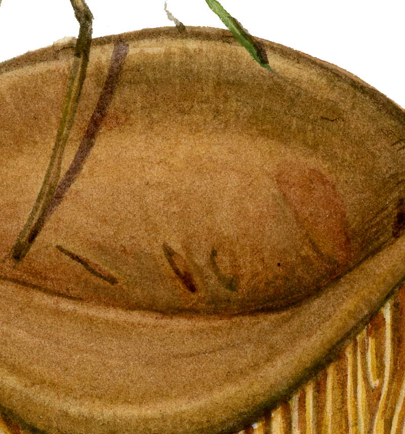 Brown Roll-rim