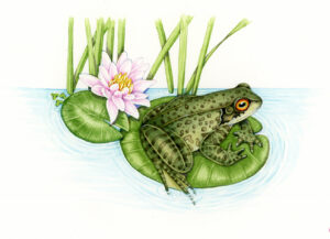 Common Frog Rana temporia on Water lily pad