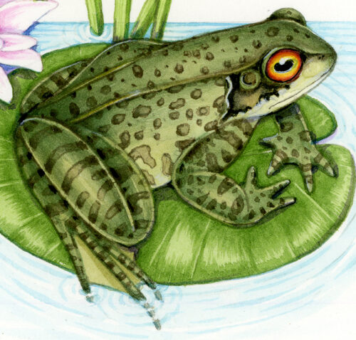 Common frog