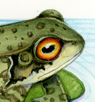 Common frog