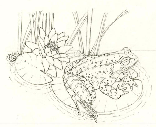 Common frog