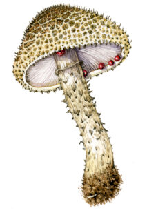 Echinoderma hystrix Fungi