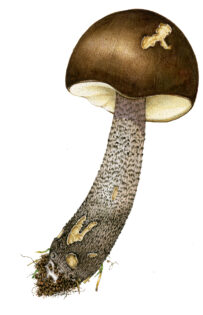 Scaberstalk Bolete species Leccinum cyanobasaileucum