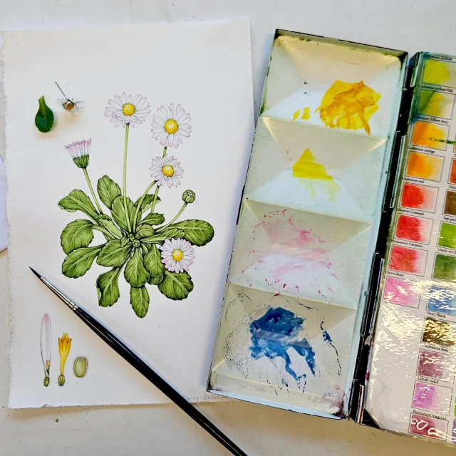 New real-time film out of me doing a botanical illustration of the Daisy Bellis perennis a couple of weeks ago.  https://youtu.be/TJZZV6DU7zI  The film shows me adding watercolour to my pencil drawing of the common daisy, explaining my techniques, colour mixing, equipment, and approach as I get on with the painting.  I also touch on the anatomy of the plant, and talk a bit about thefolklore of daisies.  As usual, I struggled with the autofocus a bit (its impossible to turn off on my phone!) but hope I edited out the worst of the blur...  Make a nice cup of tea and take a watch.  Unusually for me, this one comes in at just under an hour (instead of closer to 2!), so feel free to use it as a bit of an escape from the flurry of day to day life and the news cycle  #botanicalillustration #howtopaint #stepbystep #daisy #bellisperennis #wildflowers #watercolour #watercolor #artlessonsonline