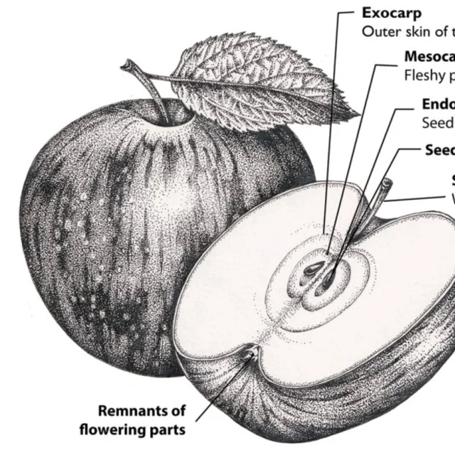 New blog out, this one is all about the diversity of fruit types in the Rose, or Rosaceae family:  https://lizzieharper.co.uk/2025/02/rosaceae-fruit/  It follows on from my blog the other week about how you can recognize members of this wildflower family.
So if you want to be able to tell your drupelets from your pomes, your false fruits from your aggregate fruits, your endocarp from your exocarp, not to mention knowing where to locate a swollen receptacle (and I bet you have one in your home), then have a read.  It's a lot to take in, but hopefully the pictures will make it a little less tricky.  #rosacea #botany #botanicalterms #wildflowers #wildflowerart #fruits #botanicalillustration #botanicalart #roses #Rosefamily #sciart