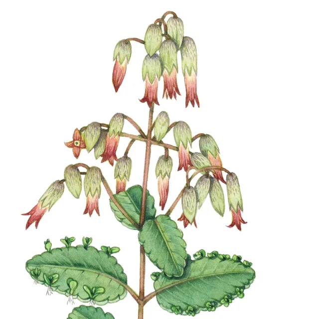 Lucky enough to be working in #montserrat for week, teaching #botanicalillustration. So here's my first #Caribbean #plant - #Leafoflife #Bryophylumpinnatum or #Kalanchoepinnata done for Montserrat National Trust. And a photo of #Antigua (were in transit still)