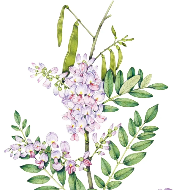 Montserrat is unbelievably beautiful. So friendly, too.  The hillsides are covered with mango trees and the pretty #Bushtea or #Quickstick #Gliricidia septum.  Such a treat to see it in real life, and such a relief that it looks more or less like my #sciart #botanicalillustration of it!  The last photo is of Isles bay where we swam under a sky of diving pelicans,  royal terns, a brown booby, and a distant frigate bird. Heavenly.