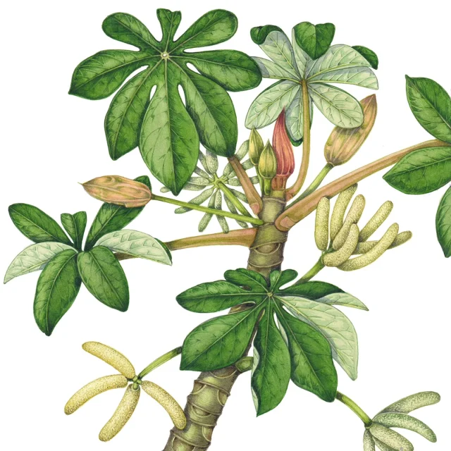 Today I saw this amazing tree, #Trumpetbush #Cecropia peltata, far taller than I'd anticipated, growing in situ in mezoic forest on #Montserrat. I knew the reverse of the leaves were white, but they're far whiter than I realised. My #botanicalillustration of this plant looked right otherwise, phew.  The first photo shows the tree canopy way above the forest floor, it's a pioneer species.  The upside down leaf of the trumpet bush in the photo shows how white it is. The locals use the keaves to predict rain, when the leaves on the tree show their white underside then rain is on the way.  Last photo is of the forest habitat and our guide Loydie