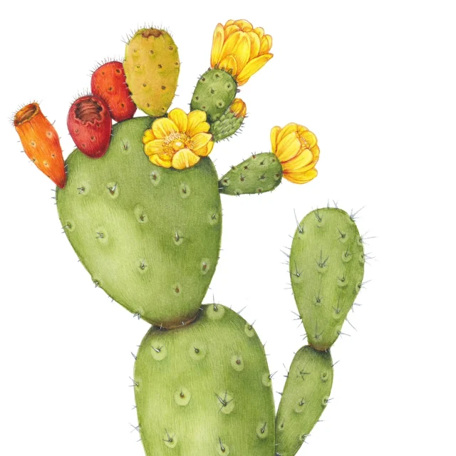 This is my ##botanicalillustration of the #pricklypear, common over Montserrat..the fruit is edible (once you remove the spines).  The third picture is Mpntserrat volcano taken from plymouth, in the exclusion zone. It's unusual to have such a clear view.  Soundtrack by local hero Soca star Arrow